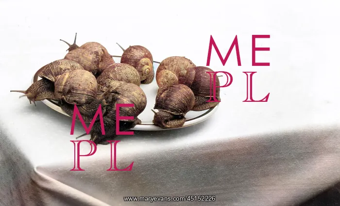 : A PLATE OF SNAILS : A PLATE OF SNAILS