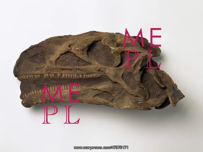 : Plateosaurus : Plateosaurus