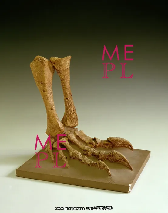 : Plateosaurus : Plateosaurus
