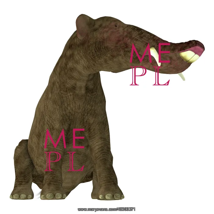 : Platybelodon mammal on white background : Platybelodon mammal on white background