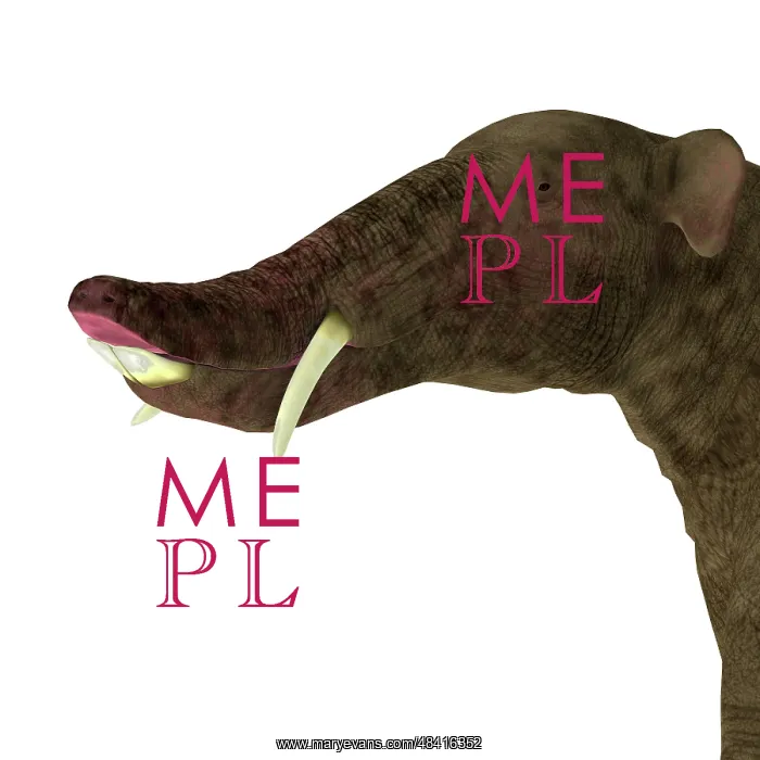 : Platybelodon portrait on white background : Platybelodon portrait on white background