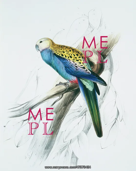 : Platycercus adscitus palliceps, pale-headed rosella : Platycercus adscitus palliceps, pale-headed rosella