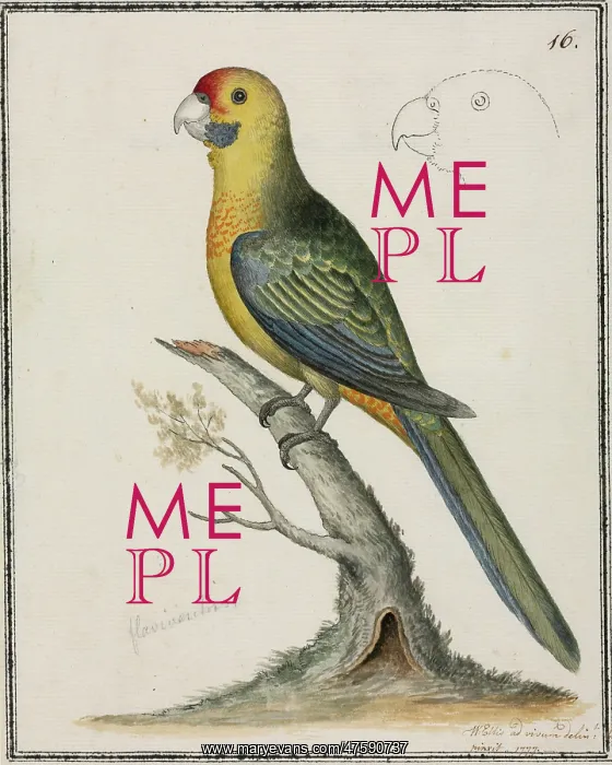 : Platycercus caledonicus, green rosella : Platycercus caledonicus, green rosella