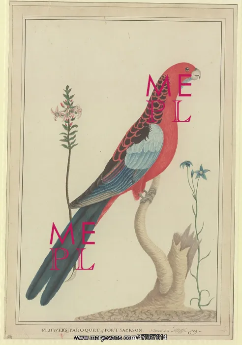 : Platycercus elegans, crimson rosella : Platycercus elegans, crimson rosella