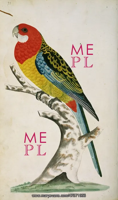 : Platycercus eximius, eastern rosella : Platycercus eximius, eastern rosella