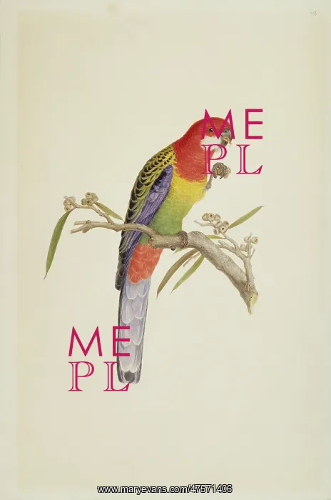 : Platycercus exmius, eastern rosella : Platycercus exmius, eastern rosella