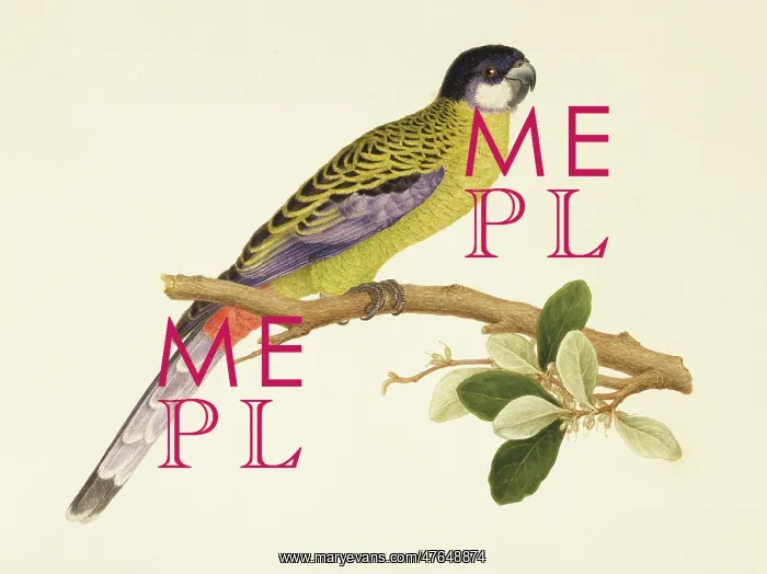 : Platycercus venustus, northern rosella : Platycercus venustus, northern rosella
