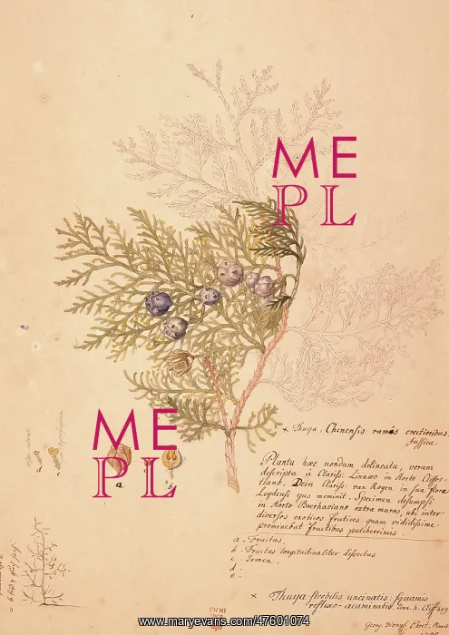 : Platycladus orientalis, oriental arborvitae : Platycladus orientalis, oriental arborvitae