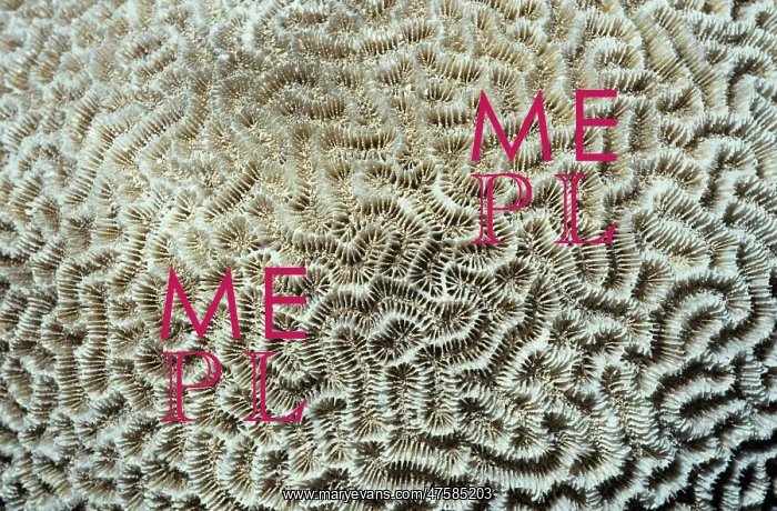 : Platygyra daedalea, brain coral : Platygyra daedalea, brain coral