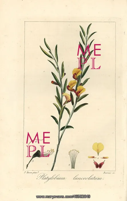 : Platylobium lanceolatum, native to Australia : Platylobium lanceolatum, native to Australia