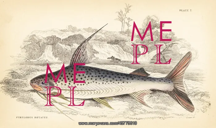  : Platynematichthys notatus catfish