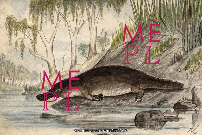  : Platypus