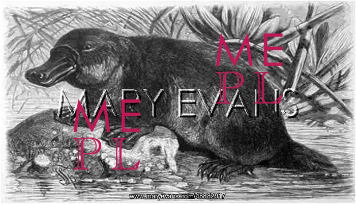 : PLATYPUS. ORNITHORHYNCHUS ANATINUS (formerly O : PLATYPUS. ORNITHORHYNCHUS ANATINUS (formerly O