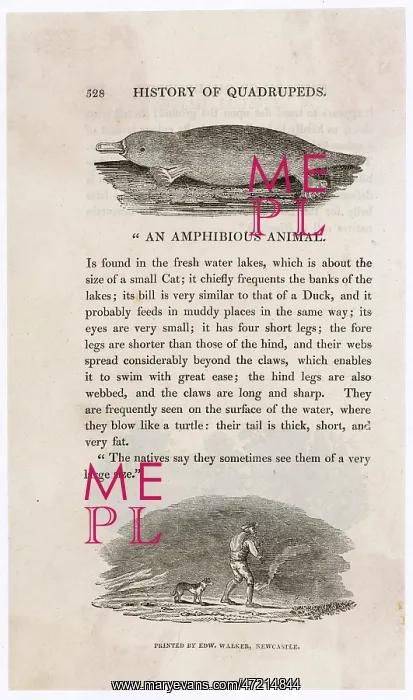 : PLATYPUS (BEWICK) : PLATYPUS (BEWICK)