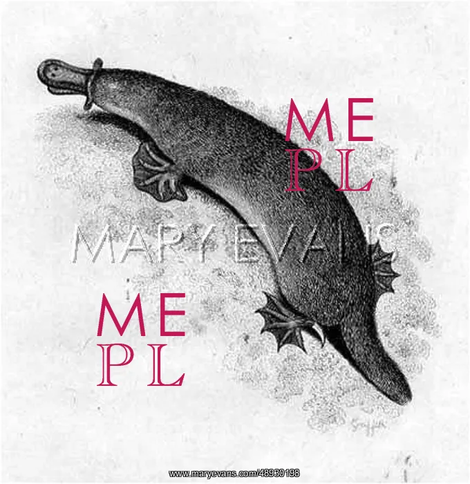 : PLATYPUS (GRIFFITH) : PLATYPUS (GRIFFITH)