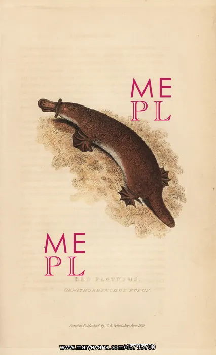 : Platypus, Ornithorhynchus anatinus : Platypus, Ornithorhynchus anatinus
