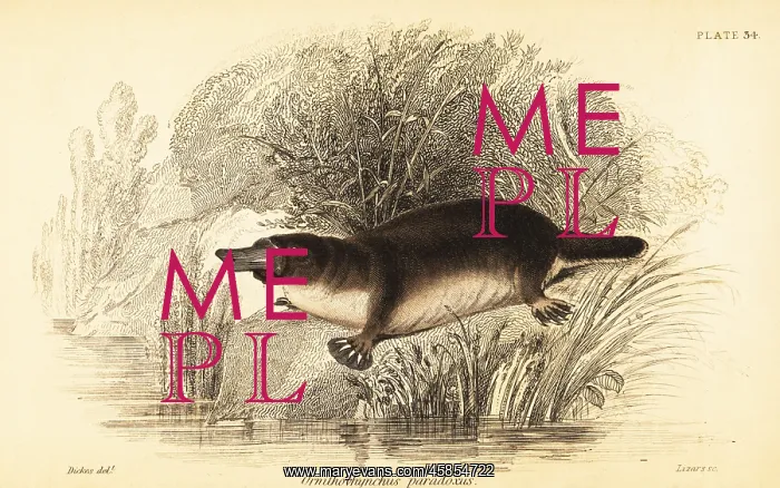 : Platypus, Ornithorhynchus anatinus : Platypus, Ornithorhynchus anatinus