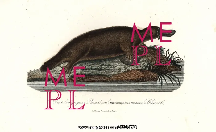 : Platypus, Ornithorhynchus anatinus : Platypus, Ornithorhynchus anatinus