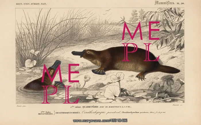 : Platypus, Ornithorhynchus anatinus : Platypus, Ornithorhynchus anatinus
