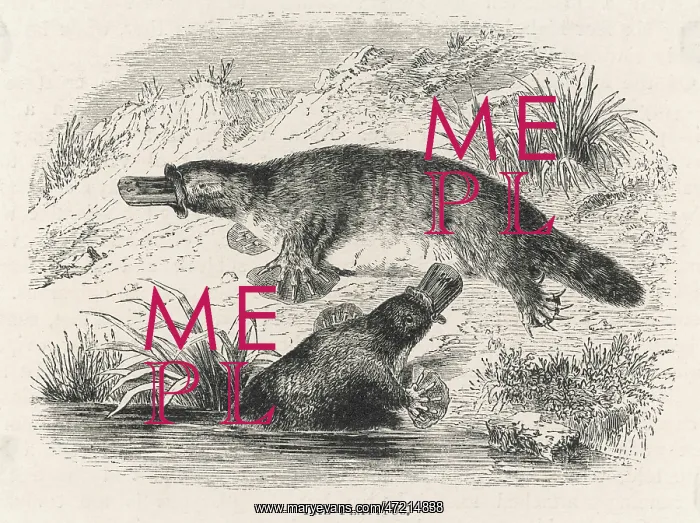 : PLATYPUS PAIR : PLATYPUS PAIR