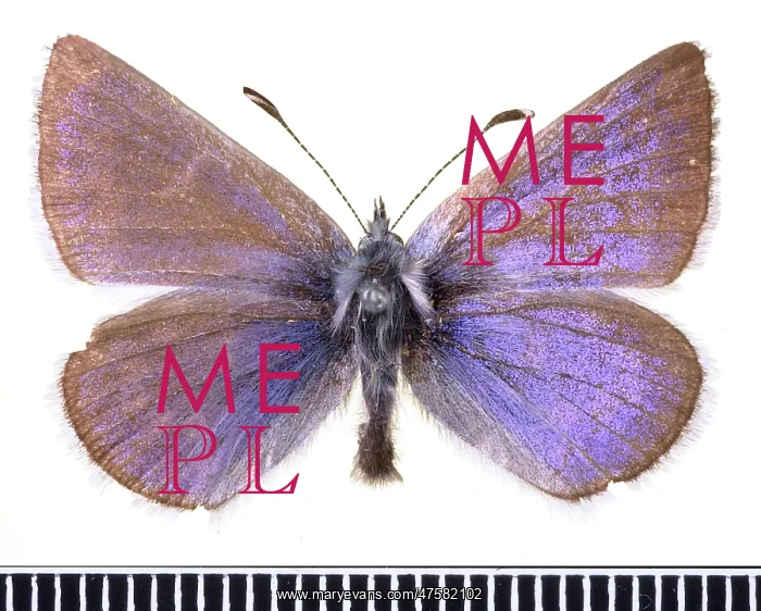 : Plaucopsyche lygdamus, xerces blue : Plaucopsyche lygdamus, xerces blue