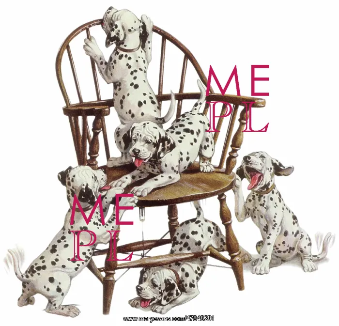 : Playful Dalmatian Pups : Playful Dalmatian Pups