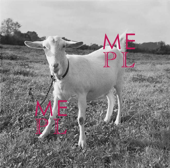 : A Playful Goat, Worcestershire : A Playful Goat, Worcestershire