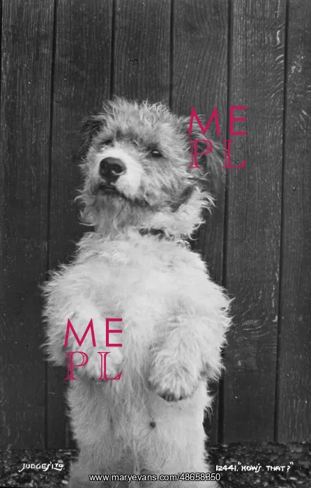 : A Playful Pup : A Playful Pup