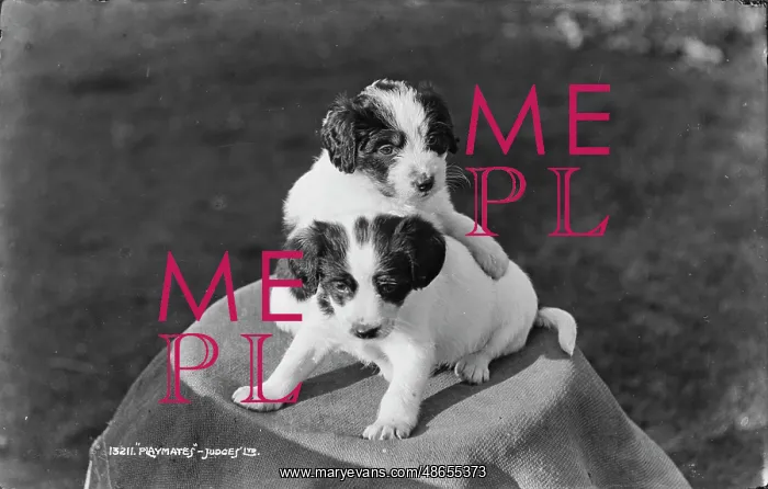 : Playful Puppies : Playful Puppies