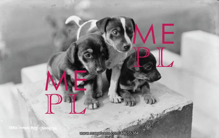 : Three Playful Puppies : Three Playful Puppies
