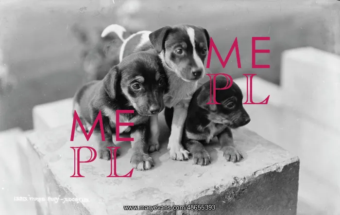 : Three Playful Puppies : Three Playful Puppies