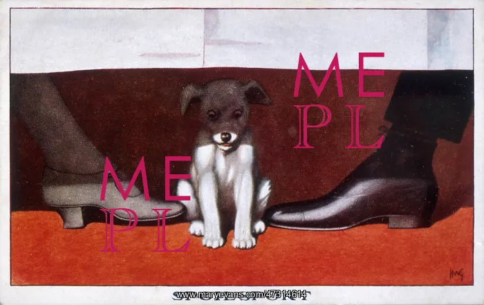 : PLAYING FOOTSIE / DOG : PLAYING FOOTSIE / DOG