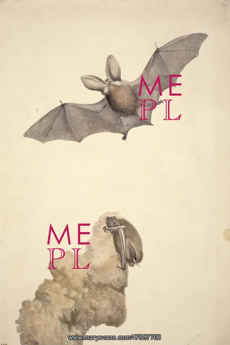 : Plecotus auritus, brown long-eared bat : Plecotus auritus, brown long-eared bat