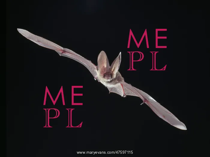 : Plecotus sp. long-eared bat : Plecotus sp. long-eared bat