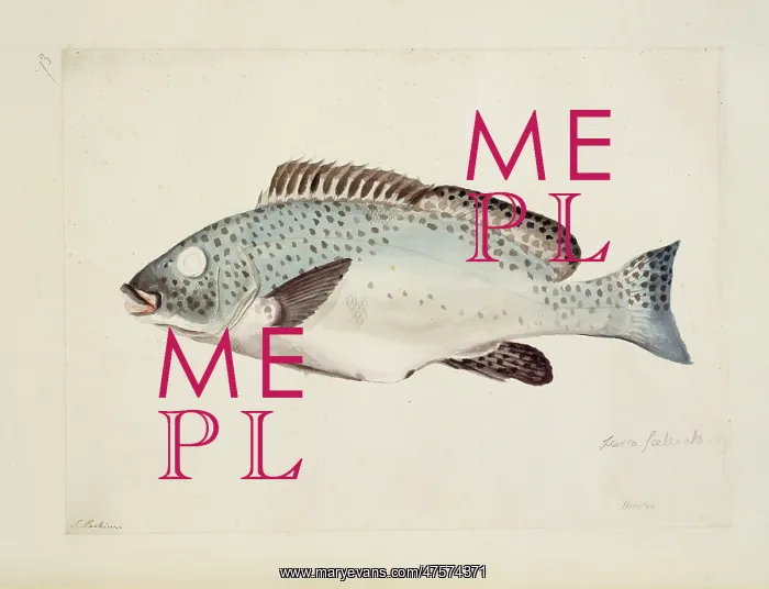 : Plectorhynchus picus, Oriental sweetlips : Plectorhynchus picus, Oriental sweetlips