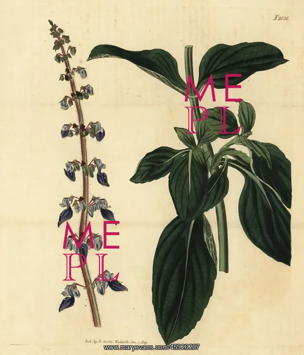 : Plectranthus forskohlii : Plectranthus forskohlii
