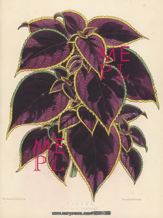 : Plectranthus scutellarioides variety, Duchess of Edinburgh : Plectranthus scutellarioides variety, Duchess of Edinburgh