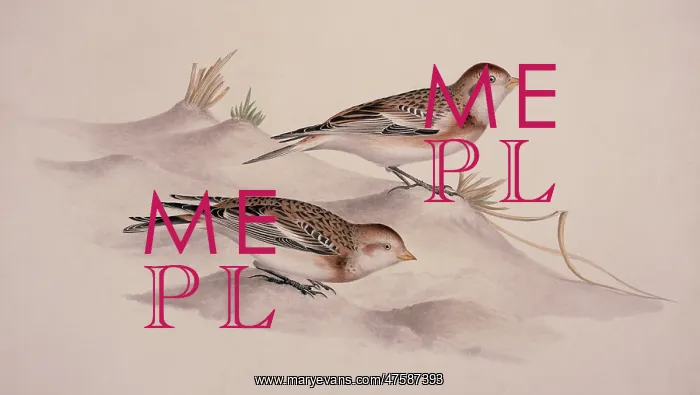 : Plectrophenax nivalis, snow bunting : Plectrophenax nivalis, snow bunting
