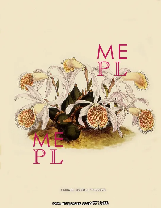  : Pleoine Humilis
