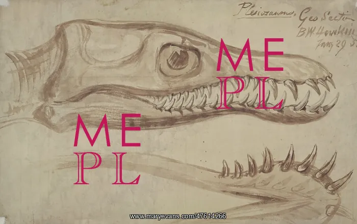 : Plesiosaurus : Plesiosaurus