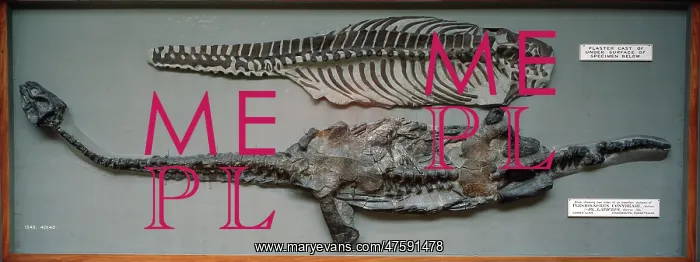 : Plesiosaurus conybeari : Plesiosaurus conybeari