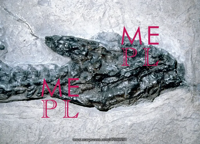 : Plesiosaurus dolichodeirus: Head only : Plesiosaurus dolichodeirus: Head only