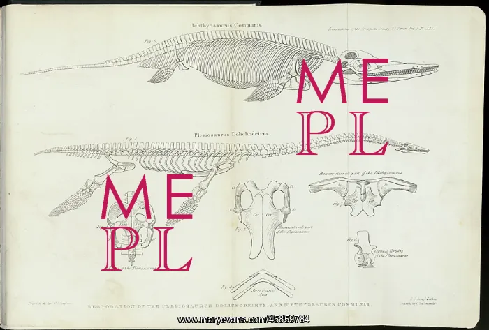 : Plesiosaurus Dolichodeirus and Ichthyosaurus Communis : Plesiosaurus Dolichodeirus and Ichthyosaurus Communis