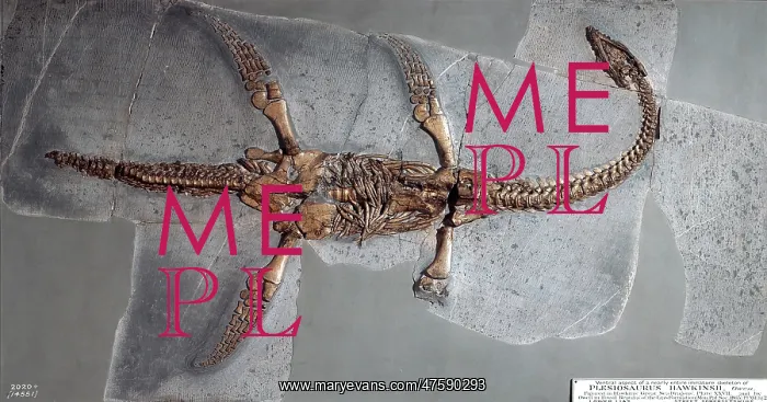 : Plesiosaurus hawkinsii : Plesiosaurus hawkinsii