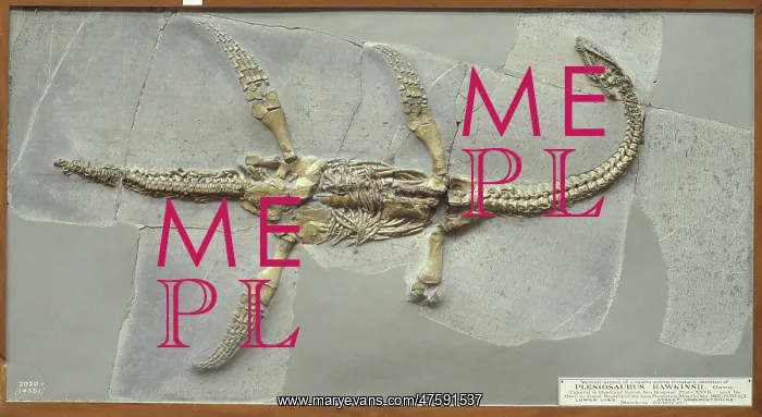 : Plesiosaurus hawkinsii : Plesiosaurus hawkinsii