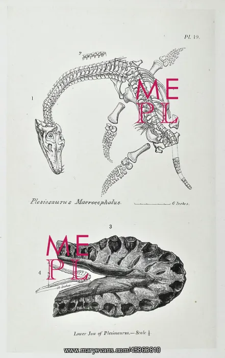 : Plesiosaurus macrocephalus : Plesiosaurus macrocephalus
