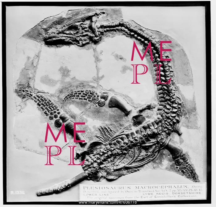 : Plesiosaurus macrocephalus : Plesiosaurus macrocephalus