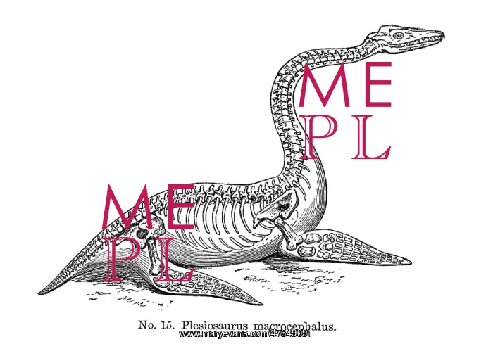 : Plesiosaurus macrocephalus : Plesiosaurus macrocephalus