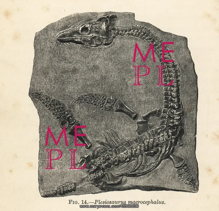 : Plesiosaurus macrocephalus fossil skeleton : Plesiosaurus macrocephalus fossil skeleton