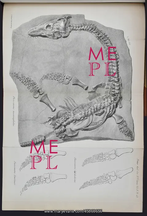 : Plesiosaurus macrocephalus (lithograph) : Plesiosaurus macrocephalus (lithograph)